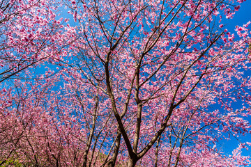 Landscape view of pink cherry blossoms at the sakura gardens of Wuling Farm in Taichung, Taiwan.
