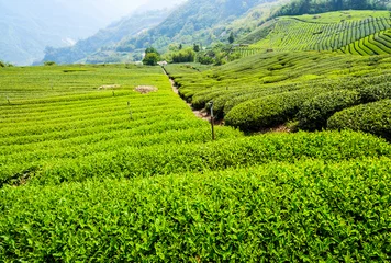 Foto op Canvas Beautiful tea plantation landscape on the mountaintop of Shizhao in Chiayi, Taiwan. © BINGJHEN