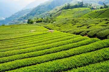 Beautiful tea plantation landscape on the mountaintop of Shizhao in Chiayi, Taiwan.