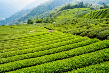 Fotobehang Beautiful tea plantation landscape on the mountaintop of Shizhao in Chiayi, Taiwan. © BINGJHEN