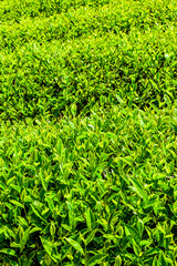Fototapeta premium Close-up of the tea plantation on the mountaintop of Shizhao in Chiayi, Taiwan.