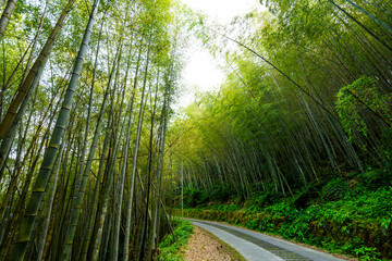 Fototapeta premium The walkway between bamboo forests in Nantou, Taiwan.