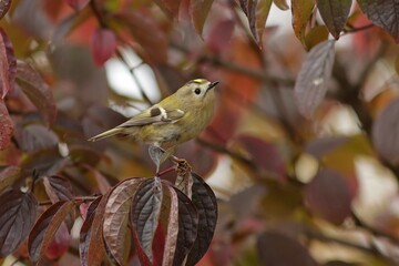 bird on a branch