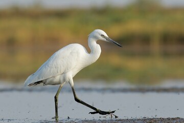 great white heron