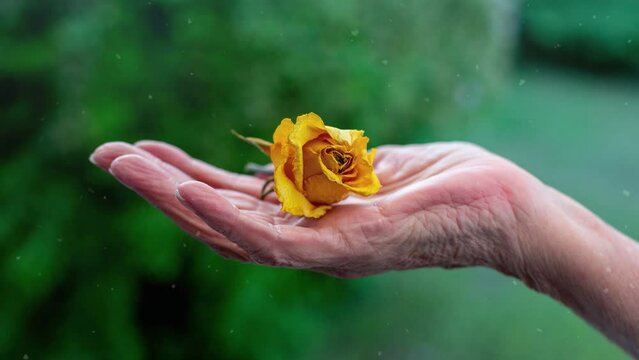 Cnemagraph of old woman hand holding a yellow rose
