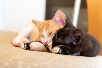 Coppia di gattini fratelli dormono accovacciati - obrazy, fototapety, plakaty
