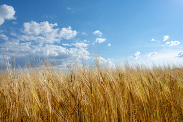 Ripe wheat close-up against the blue sky and clouds.