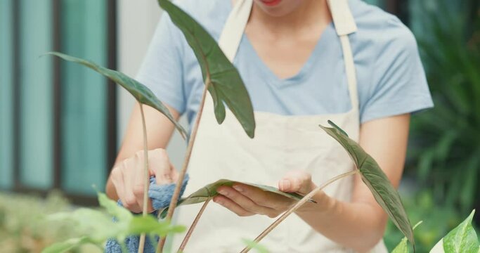 Cheerful happy Asian girl wear apron hold plant leaf use fabric washes the leaves in pot at cozy home garden. Gardening making homework domestic life concept.Household concept of takes care of plants.