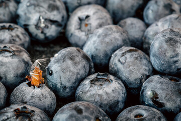 Wet ripe blueberries close up, macro shot.