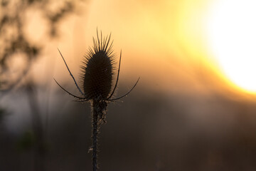 Wilddisterl im Sonnenuntergang