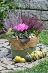 pink Alpenveilchen und Heidekraut im Korb im Garten