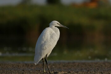 great blue heron ardea cinerea