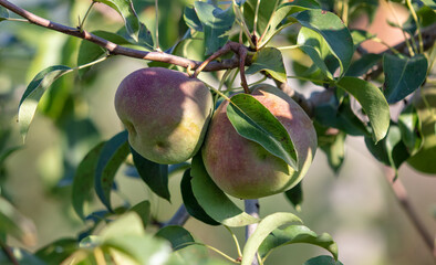 Ripe pears on the branches of a tree.