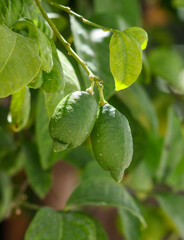 Lime fruits on a tree