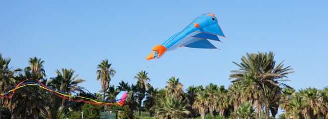A kite in the sky of a tropical park