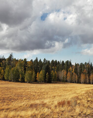Fototapeta premium Autumn forests
