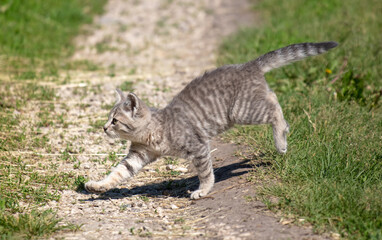 Naklejka na ściany i meble The cat runs along a dirt road in nature.
