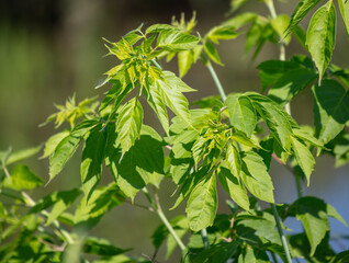 Fototapeta premium Green leaves on a small tree.