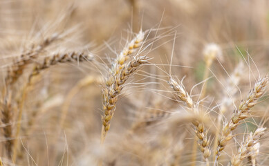 Fototapeta premium Ripe ears of wheat as a background.