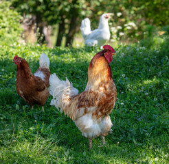 Portrait of a rooster in nature in summer.