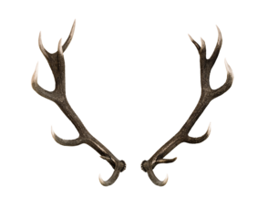 Hirschgeweih isoliert vor weissem Hintergrund