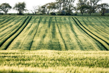 Schattenspiele auf dem Feld