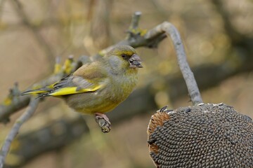 a sparrow on the feeder