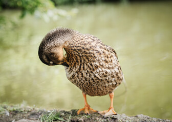 Selfcleaning duck