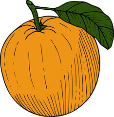 Hand drawn orange with leaf. Vector illustration, doodle style.