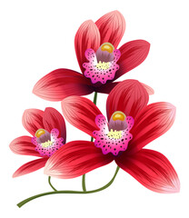 Fototapeta premium Red flowers branch. Exotic bright blossom plant