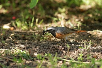 robin in the grass