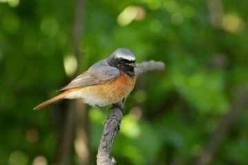 robin on a branch
