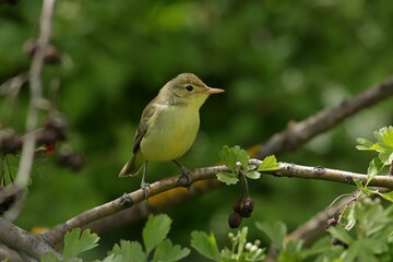robin on branch