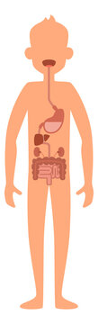 Human body digestive system. Anatomy map of man