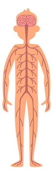 Nervous system poster. Human body anatomical model