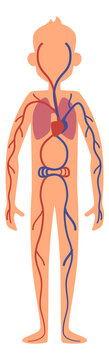 Human cardiovascular system. Man figure with inside anatomy