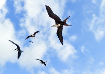 Magnificent Frigatebirds Flying Above Grand Cayman