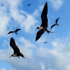 Magnificent Frigatebirds Flying