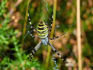 Wasp spider on a web. Argiope bruennichi. 