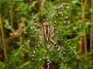 Wasp spider on a web. Argiope bruennichi. 