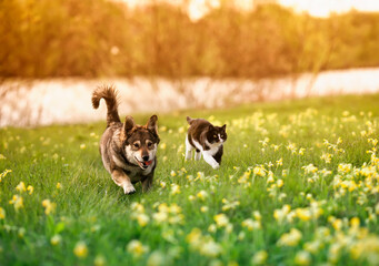 fluffy friends a cat and a dog run merrily and quickly through a blooming meadow on a sunny day