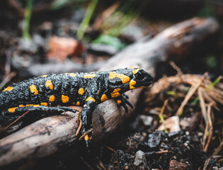 Salamander on a tree