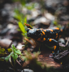 Salamander on a tree
