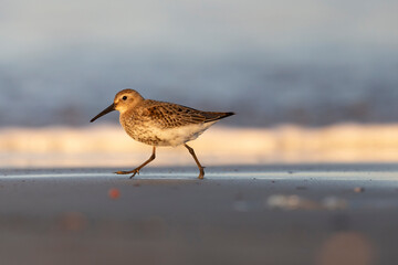 Waders or shorebirds, dunlin  (Calidris alpina) on the beach. 