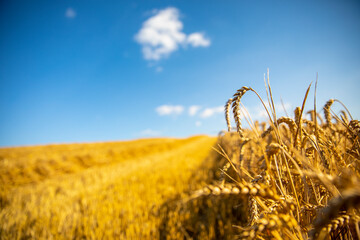 Champ de blé doré sous le soleil d'été en France.