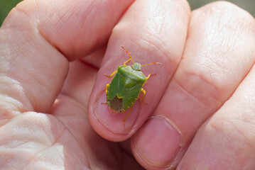 Green Shield Bug on hand