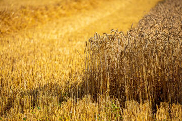 Champ de céréale après la récolte du blé en été.