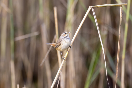 Bluethroat sitting in the reeds