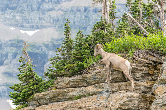 Big Horn Sheep on Rocky Mountain top with green trees in background. 
