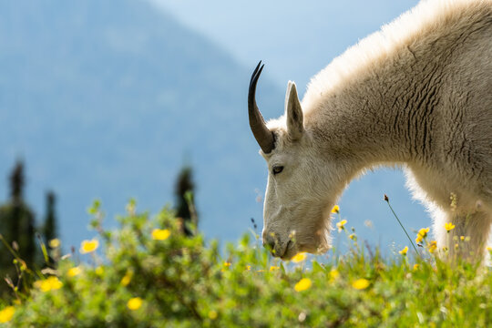 Mountain goat in flowers on scenic mountain side. 